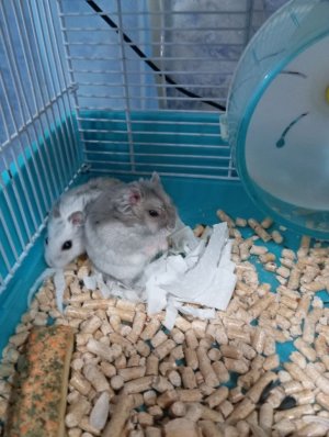 мои хомяки🐹🐹🐹🐹