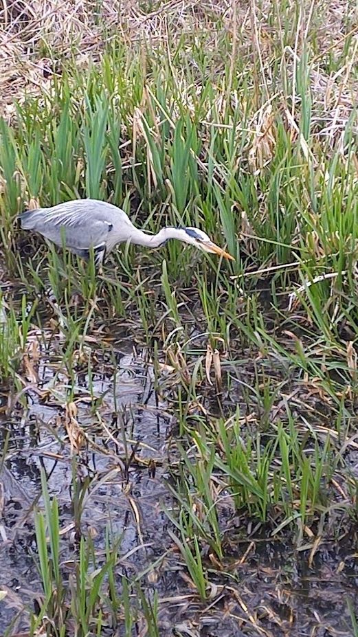The Hunt of a Grey Heron