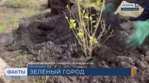 На улицах Краснодара высадят более 3 тыс. деревьев и 46 тыс. кустарников