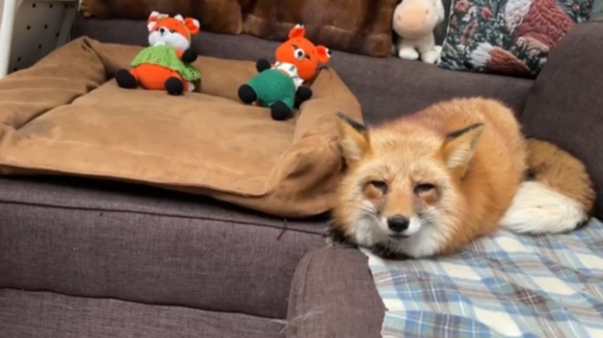 Лиса-Алиса. Лиса мурлычет и наблюдает за Честером с дивана