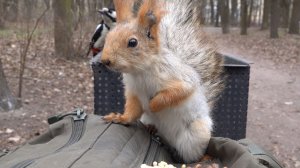 Дятел и голодные белки. Зарисовка