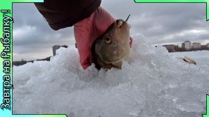 Те самые - Окуни / Воронеж Водохранилище / Весна 2026 / Рыбалка со льда