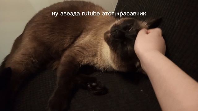 котик Филипп