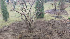 Пересадила взрослую гортензию метельчатую. Ленинградская область.