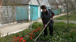 Как это было Изба красна пирогами, а город цветами