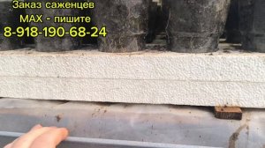 Поддоны под стаканы для саженцев. Работа с виноградом в теплице.