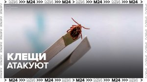 25 человек обратились к медикам из-за укусов клещей в Подмосковье