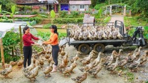 Продаю уток после выращивания. Сажаю зелень на огороде. Серия 78. Ли Фук Ви