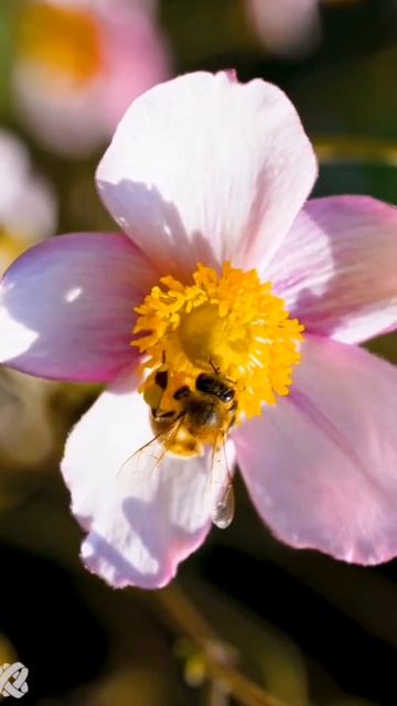 Пространство создаём
Любовь и Свет мы льём