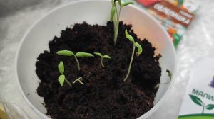 Проверила примету про полнолуние. Показываю результат