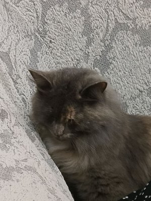 Рисуем с Хади.Рисуем милого котёнка 🐈⬛🐈⬛