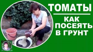 Когда и как сеять семена томатов на рассаду в открытый грунт