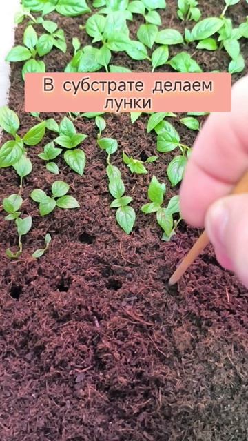 укоренение метельчатой гортензии