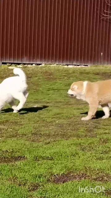 Все побежали - и я побежал   #акита #акитаину #акитащенки #хошивиктория