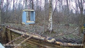 LIVE: На лесной опушке. Природа онлайн