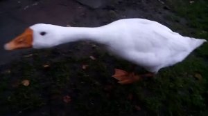 Гусь и яблоко