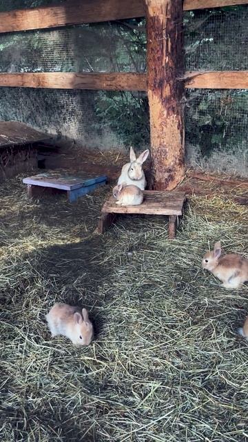 #fyp#foryou#musica#реки#животные