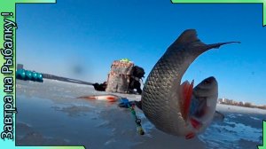 Язь на зимней рыбалке - последний лед 2026 - Воронежское водохранилище