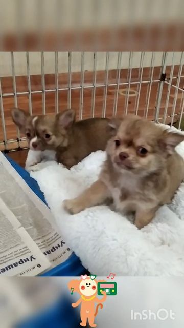 щенки чихуахуа питомник РИККО ВИГАЛ