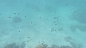 Сейшелы снорклинг