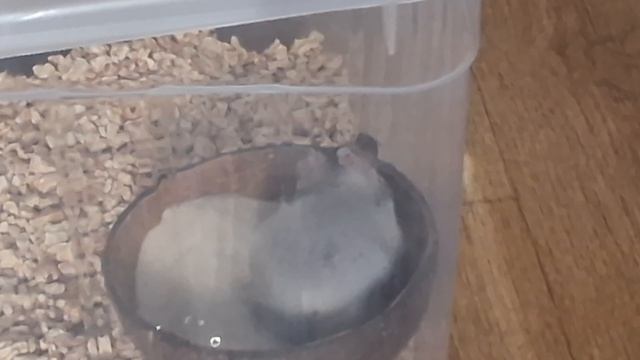 Моя серая пышка