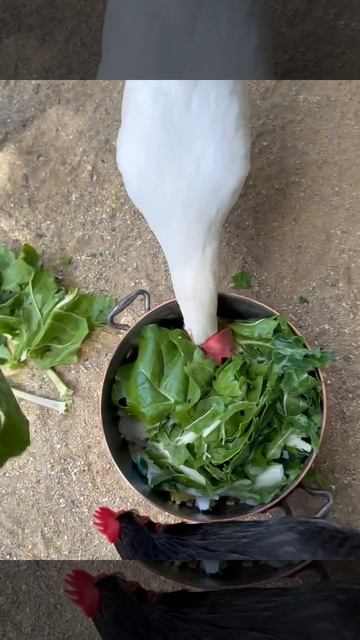 Куры Меган Маркл, которых она спасает