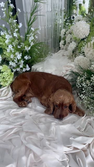 Оформление свадьбы. За кадром. Теон - как дополнение к декору)))