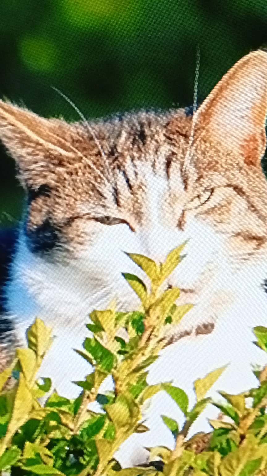 моя кошка 2 часть