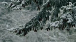 Аляска: Семья из леса 12 сезон 4 серия (реалити-шоу, 2021)