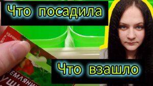 Рассада моя