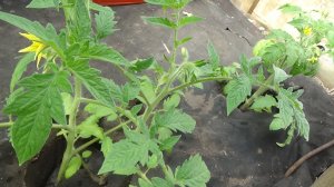 Сбросит цветы или завяжет плоды? Проверяю холодостойкость томатов. 8.04.2026.