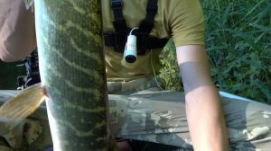 РЫБАЛКА В КУВШИНКАХ.НА ЩУКУ И ОКУНЯ