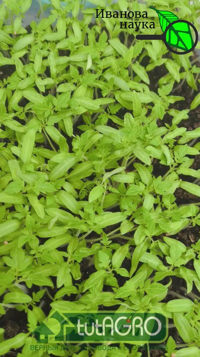 РАССАДА БОЛЬШЕ НЕ ГИБНЕТ! Куда пропали болезни рассады? Черной ножки нет: что я изменил в этом году.