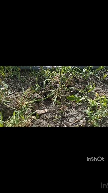 8.04.26 Цыплятам 4 день. Новые деревья просыпаются