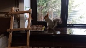 дедушка общается с белкой