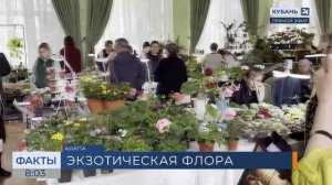 Редкие для Кубани растения представили на выставке в Анапе