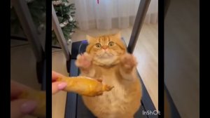 🤣анекдоты от Киры 🤣