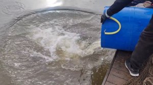 запуск форели