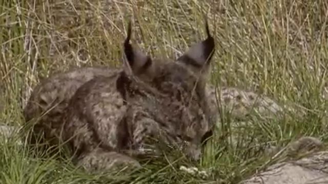 Iberia - Where Spain's Untamed Nature Rules