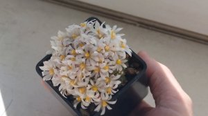 Blossfeldia liliputana