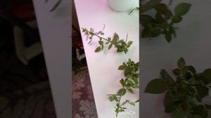 8 апреля! Поставила черенки роз на укореннение через пару недель уже будут корни 🙏👍❤ #роза  #цветы