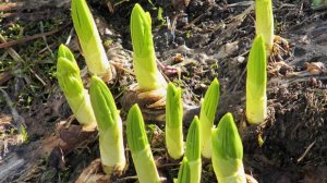 Лилии проснулись! 4 важных дела для пышного цветения