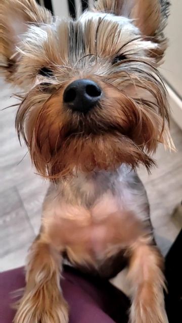 Ушастый Друг