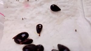 Всходят персики из косточек. Стратификация продолжается. 07.04.2026г.