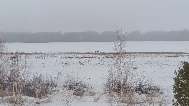 27.03.26 прилетели цапли