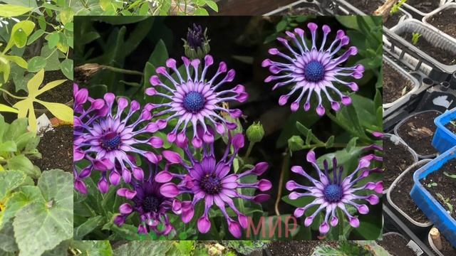 Всходы цветов от посева 27 марта. Многолетние Георгины дают поросль. Обзор цветов в теплице.