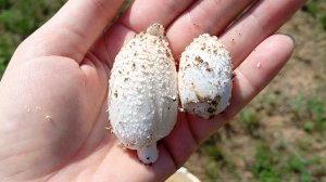 Первый раз дегустируем гриб навозник белый