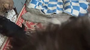 17,19 января 2024г.Мой дом.Опять про щенков)