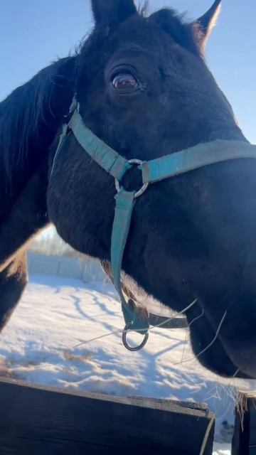 Весна пахнет солнцем, а Агат - счастьем 🌸☀️
#приютСудьба #приютдляживотных #животные #лошади #весна