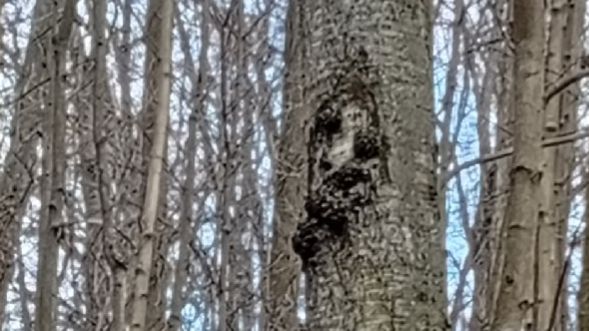 Дерево Баба-Яга.